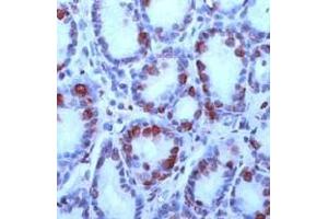 Image no. 1 for anti-Gastrin (GAST) (N-Term) antibody (ABIN373480) (Gastrin 抗体  (N-Term))
