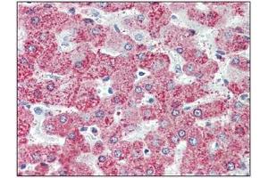 Immunohistochemistry: TAOK1 antibody staining of Formalin-Fixed, Paraffin-Embedded Human Liver. (TAO Kinase 1 (TAOK1) (C-Term) 抗体)
