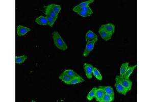 Immunofluorescent analysis of HepG2 cells using ABIN7161490 at dilution of 1:100 and Alexa Fluor 488-congugated AffiniPure Goat Anti-Rabbit IgG(H+L) (MMP8 抗体  (AA 22-283))