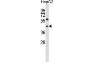 Western blot analysis in HepG2 cell line lysates (35ug/lane) using NFYC  Antibody (N-term). (NFYC 抗体  (N-Term))