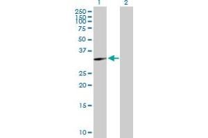 Western Blot analysis of GNPDA1 expression in transfected 293T cell line by GNPDA1 MaxPab polyclonal antibody.