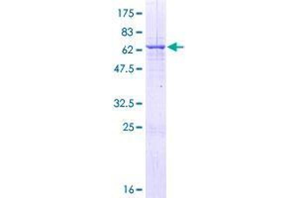 RALYL Protein (AA 1-291) (GST tag)