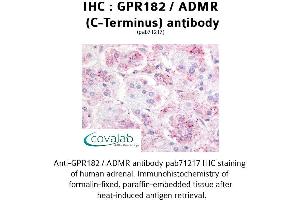 Image no. 1 for anti-G Protein-Coupled Receptor 182 (GPR182) (C-Term) antibody (ABIN1735012) (G Protein-Coupled Receptor 182 抗体  (C-Term))