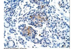 Image no. 1 for anti-Purinergic Receptor P2X, Ligand Gated Ion Channel 1 (P2RX1) (AA 252-301) antibody (ABIN203326) (P2RX1 抗体  (AA 252-301))