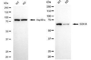 Western blotting analysis using SDHA antibody (ABIN7800452). (Recombinant SDHA 抗体)