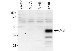 Western Blotting (WB) image for anti-V-Maf Musculoaponeurotic Fibrosarcoma Oncogene Homolog (Avian) (MAF) (AA 150-200) antibody (ABIN7449164)