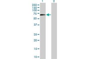 Western Blot analysis of SYN3 expression in transfected 293T cell line by SYN3 MaxPab polyclonal antibody. (Synapsin III 抗体  (AA 1-580))