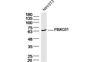 NIH/3T3 Cell lysates probed with FBXO31 Polyclonal Antibody, unconjugated (bs-6006R) at 1:300 overnight at 4°C followed by a conjugated secondary antibody for 60 minutes at 37°C. (FBXO31 抗体  (AA 151-250))