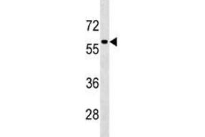 TFEB antibody western blot analysis in HepG2 lysate. (TFEB 抗体  (AA 271-300))