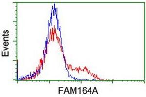 Image no. 5 for anti-Family with Sequence Similarity 164, Member A (FAM164A) antibody (ABIN1498198) (FAM164A 抗体)