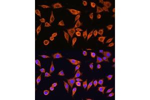 Immunofluorescence analysis of L929 cells using RPS28 Rabbit pAb (ABIN7270024) at dilution of 1:100. (RPS28 抗体)