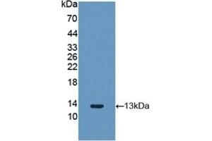 Detection of Recombinant FGF2, Rabbit using Polyclonal Antibody to Fibroblast Growth Factor 2, Basic (FGF2) (FGF2 抗体  (AA 26-153))