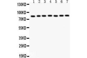 Anti- MAD1 Picoband antibody, Western blotting All lanes: Anti MAD1  at 0. (MAD1L1 抗体  (AA 362-632))
