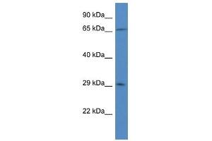 Western Blot showing HCCS antibody used at a concentration of 1 ug/ml against U937 Cell Lysate (HCCS 抗体  (N-Term))