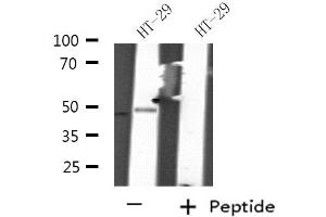 Western blot analysis of extracts from HT-29 cells, using RNUXA antibody. (PHAX 抗体  (Internal Region))