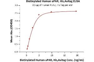 Immobilized Human PLAU, His Tag (ABIN2181654,ABIN2181653) at 5 μg/mL (100 μL/well) can bind Biotinylated Human uPAR, His,Avitag (ABIN6973301) with a linear range of 0. (PLAUR Protein (AA 23-303) (His tag,AVI tag,Biotin))