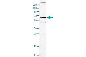 Western blot analysis of Human cell line RT-4 with TNFRSF11A polyclonal antibody  at 1:100-1:250 dilution. (TNFRSF11A 抗体)