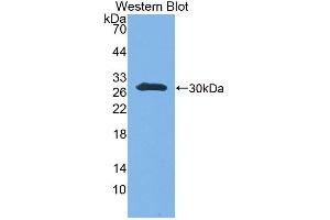 Western Blot; Sample: Recombinant protein. (UBE2S 抗体  (AA 1-209))