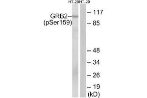 Western blot analysis of extracts from HT-29 cells treated with serum using GRB2 (Phospho-Ser159) Antibody. (GAB2 抗体  (pSer159))