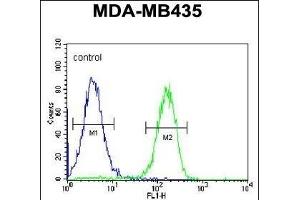 PYHIN1 Antibody (N-term) (ABIN651569 and ABIN2840306) flow cytometric analysis of MDA-M cells (right histogram) compared to a negative control cell (left histogram). (PYHIN1 抗体  (N-Term))