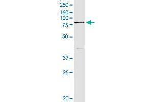 Immunoprecipitation of SEMA4A transfected lysate using rabbit purified polyclonal anti-SEMA4A and Protein A Magnetic Bead (SEMA4A (人) IP-WB Antibody Pair)