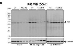 Role of P53 and MDM2 modifications for P53 function and stability. (p53 抗体  (AA 1-393))