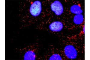 Proximity Ligation Assay (PLA) image for anti-Mitogen-Activated Protein Kinase 1 (MAPK1) (AA 261-360) antibody (ABIN562405)