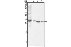 Western Blotting (WB) image for anti-B-Cell CLL/lymphoma 10 (BCL10) antibody (ABIN1105500) (BCL10 抗体)