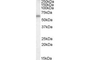 ABIN263165 (0. (Vitamin D-Binding Protein 抗体  (Internal Region))