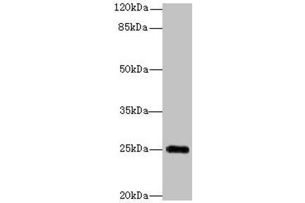 GOSR2 anticorps  (AA 1-190)