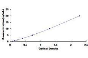 Glutathione Synthetase (GSS) ELISA Kit