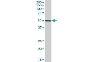 LIPH MaxPab polyclonal antibody. (LIPH 抗体  (AA 1-451))