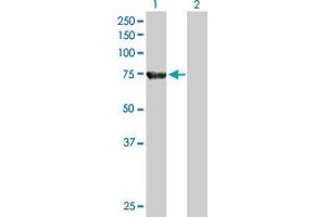 Western Blot analysis of ACOX2 expression in transfected 293T cell line by ACOX2 MaxPab polyclonal antibody. (Acox2 抗体  (AA 1-681))