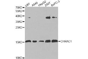 Western blot analysis of extracts of various cell lines, using CHRAC1 antibody. (CHRAC1 抗体  (AA 1-131))