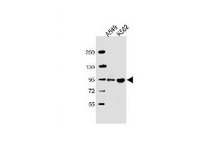 Western Blot at 1:2000 dilution Lane 1: A549 whole cell lysate Lane 2: K562 whole cell lysate Lysates/proteins at 20 ug per lane. (ARHGAP27 抗体  (AA 198-226))