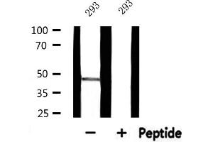 Western blot analysis of extracts from 293, using RPL3 Antibody. (RPL3 抗体  (C-Term))