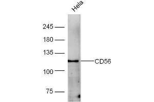 Human HeLa lysates probed with Rabbit Anti-CD56 Polyclonal Antibody, Unconjugated  at 1:5000 for 90 min at 37˚C. (CD56 抗体  (AA 701-800))