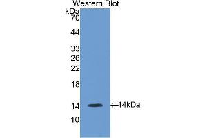 Western Blotting (WB) image for anti-Gonadotropin-Releasing Hormone 1 (Luteinizing-Releasing Hormone) (GNRH1) (AA 22-90) antibody (ABIN3207697) (GNRH1 抗体  (AA 22-90))