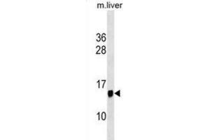 Western Blotting (WB) image for anti-Protein Phosphatase 1, Regulatory (Inhibitor) Subunit 1C (PPP1R1C) antibody (ABIN3000434) (PPP1R1C 抗体)