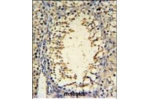 I Antibody (C-term) (ABIN653856 and ABIN2843116) IHC analysis in formalin fixed and paraffin embedded mouse testis tissue followed by peroxidase conjugation of the secondary antibody and DAB staining. (IMP3 抗体  (C-Term))