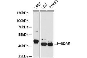 Western blot analysis of extracts of various cell lines, using EDAR antibody  at 1:1000 dilution. (EDAR 抗体  (AA 27-187))