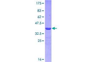 Image no. 1 for CD19 Molecule (CD19) (AA 98-187) protein (GST tag) (ABIN1348550)