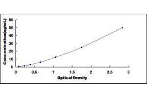 ELISA image for Thrombomodulin (THBD) ELISA Kit (ABIN415839)