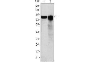 Western blot analysis using GYS1 mouse mAb against Hela (1) and HEK293 (2) cell lysate. (Glycogen Synthase 1 抗体)