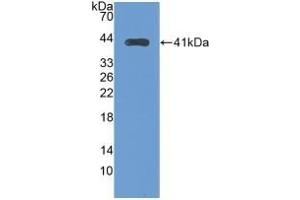 Detection of Recombinant TFR2, Human using Monoclonal Antibody to Transferrin Receptor 2 (TFR2) (Transferrin Receptor 2 抗体  (AA 4-87))