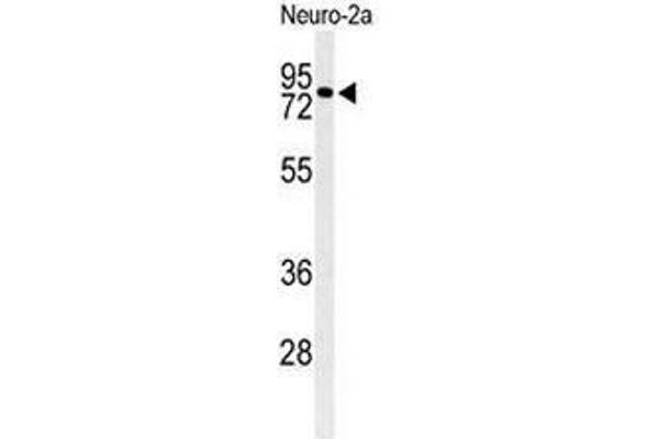 CIRH1A 抗体  (N-Term)