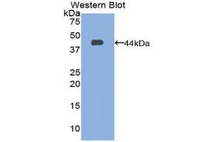 Western Blotting (WB) image for anti-CD63 (CD63) (AA 103-203) antibody (ABIN1860876) (CD63 抗体  (AA 103-203))