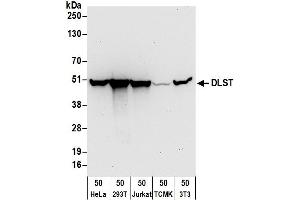 Western Blotting (WB) image for anti-Dihydrolipoamide S-Succinyltransferase (E2 Component of 2-Oxo-Glutarate Complex) (DLST) (AA 50-100) antibody (ABIN7455019) (DLST 抗体  (AA 50-100))