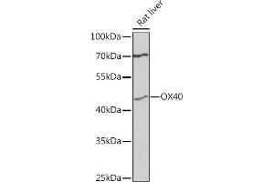 Western blot analysis of extracts of rat liver, using CD134/OX40 antibody (ABIN1683064, ABIN3017935, ABIN3017936 and ABIN6220310) at 1:3000 dilution. (TNFRSF4 抗体  (AA 100-200))