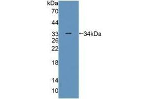 PLIN4 anticorps  (AA 349-656)